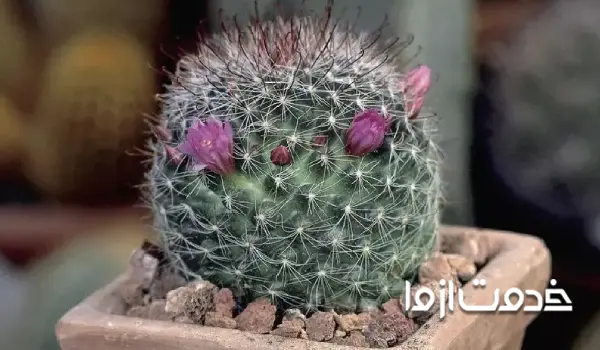 کاکتوس مامیلاریا